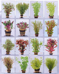Aquatic Plants