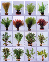 Aquatic Plants