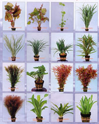 Aquatic Plants