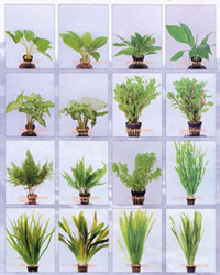 Aquatic Plants