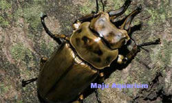Allostpus Rosenbergi