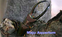 Cyclomathus elaphus