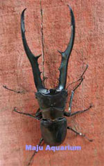 Cyclommatus metallifer