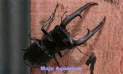 Hexarthrius mandibularis