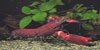 cherax lorentzi