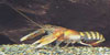 Cherax sp. - Tiger Zebra Orange