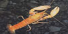 Cherax sp.- Yellow 