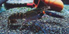 Cherax albertisii
