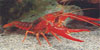 Procambarus clarkii - Red