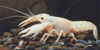 Procambarus clarkii - White