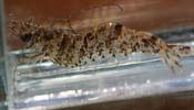 Chocolate Tiger Shrimp