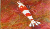 Red Crystal Bee