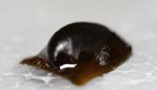Neritina Auriculata