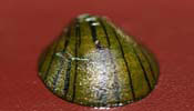 Neritina Auriculata Sp.