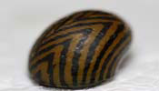 Neritina Parallela