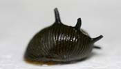 Neritina Variegata