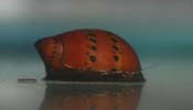 Tiger Snail