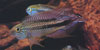 Apistogramma agassizii