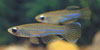 Aplocheilichthys macrophthal