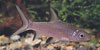 Balantiocheilus melanopterus