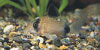 Corydoras panda