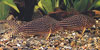 Corydoras sterbai