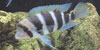 Cyphotilapia frontosa
