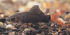 Epalzeorhynchus bicolor