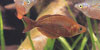 Glossolepis incisus