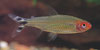 Hemigrammus bleheri 