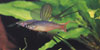 Iriatherina werneri