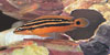 Julidochromis ornatus