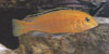 Labidochromis caeruleus