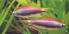 Nematobrycon palmeri