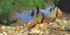 Papiliochromis ramirezi
