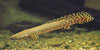 Polypterus ornatipinnis