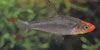 Sawbwa resplendens