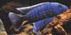 Sciaenochromis fryeri