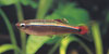 Tanichthys albonubes