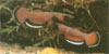 Betta albimarginata