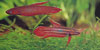 Betta coccina