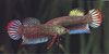 Betta imbellis