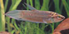 Betta pugnax