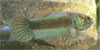 Betta unimaculata