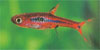 Boraras brigittae