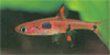 Boraras maculata