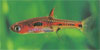 Boraras merah