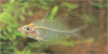 Gymnochanda filamentosa
