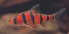 Puntius pentazona johorensis