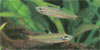 Rasbora dorsiocellata macrophthalma